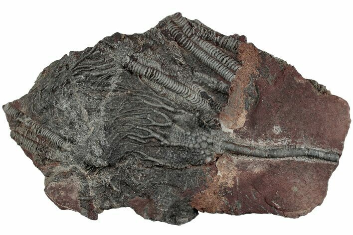 Silurian Fossil Crinoid (Scyphocrinites) Plate - Morocco #223293